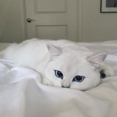 Создать мем: самая красивая, самые красивые в мире глаза, кошки