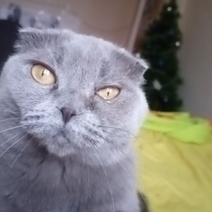 Создать мем: вислоухая кошка, вислоухий кот серый, шотландская вислоухая кошка