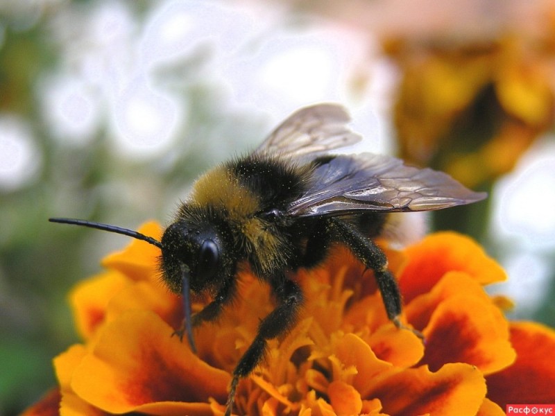 Create meme: bumblebee close-up, bumblebee bee, sheepskin bumblebee