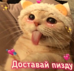 Создать мем: funny cat, сумасшедшая кошка, cat birthday