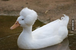 Create meme: white domestic duck, breed ducks st, white crested duck