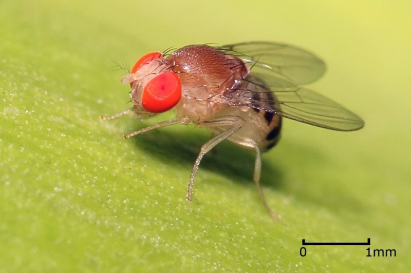 Create meme: drosophila fly, fly Drosophila, the fruit fly, Drosophila