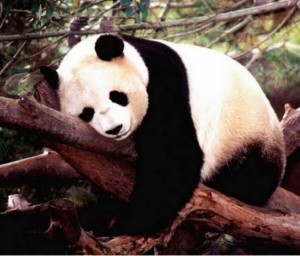 Create meme: Panda sweetheart, Goodnight Panda, the giant Panda