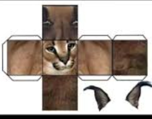 Create meme: slap caracal, cat scan, scan the cat's flip-flops