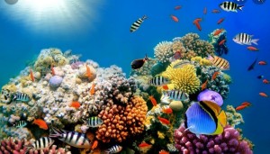 Create meme: underwater world, sea fish