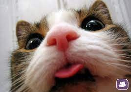 Создать мем: милые котики смешные, кошка нос, кошка язык