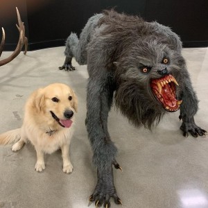 Создать мем: american werewolf, собака, оборотень и собака мекм