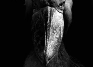 Create meme: the shoebill, the shoebill Heron Royal, the shoebill evil
