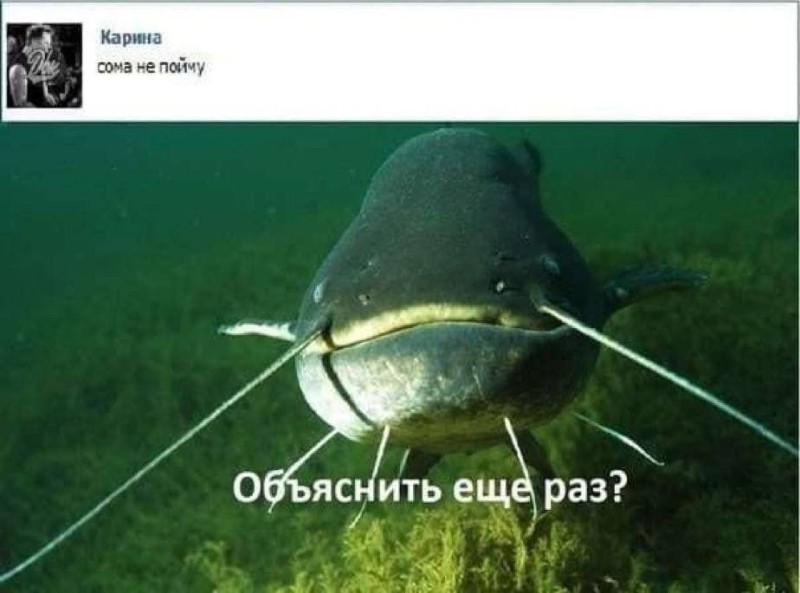 Create meme: jokes about catfish, som , soma judge the meme
