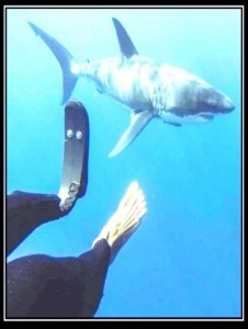 Create meme: great white shark carcharodon, shark shark, shark carcharodon