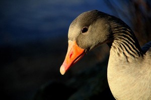 Создать мем: клюв гуся, серый гусь картинки, гусь фото птицы