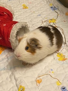 Create meme: my Guinea pig, Guinea pigs boys, a Guinea pig may