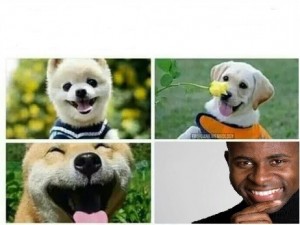Создать мем: the best thing, smile dog, dog lover
