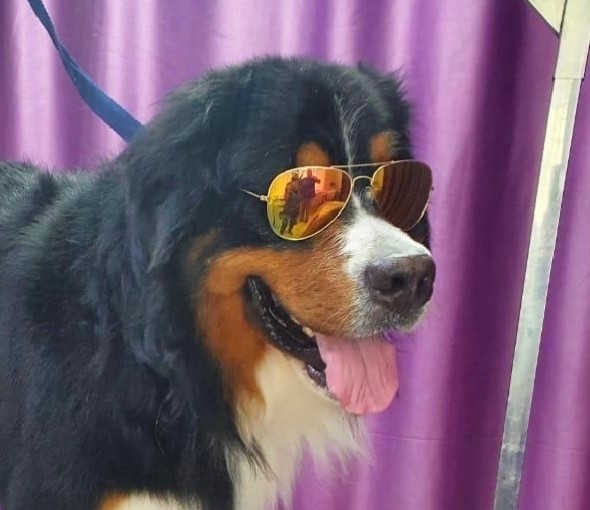 Create meme: mountain dog, The Bernese Mountain Dog is funny, Bernese mountain dog 