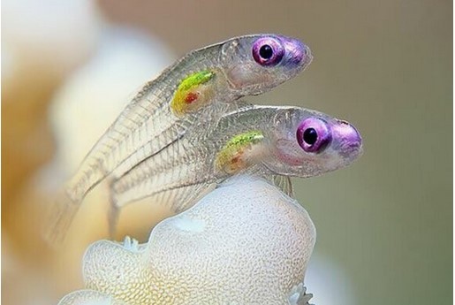 Создать мем: аквариумная рыбка лампрологус, самая маленькая рыбка в мире, маленькие рыбки