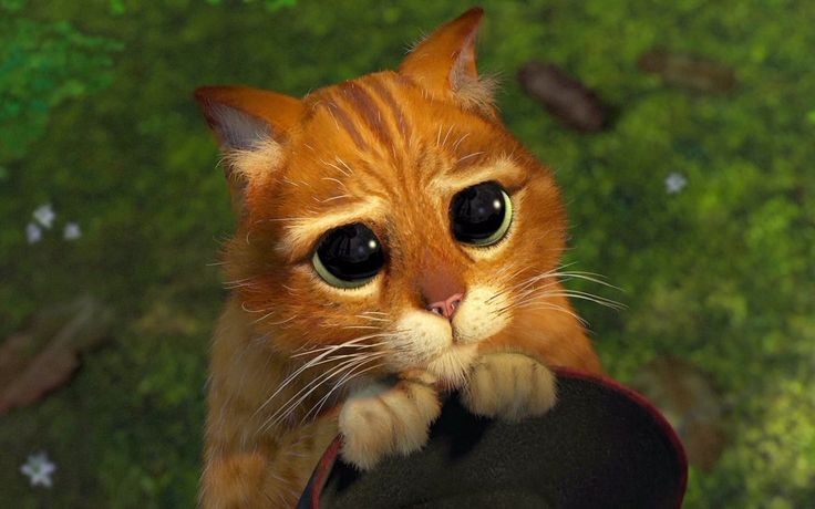 Create meme: Shrek cat, shrek cat with eyes, shrek the cat eyes