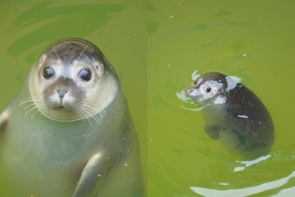 Создать мем: обыкновенный тюлень, морской котик, маленький тюлень