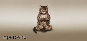 Создать мем: кошка, yoga cats, кот занимается йогой