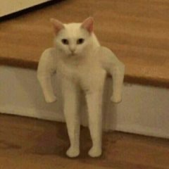 Create meme: meme white cat on two legs, the Jock cat meme original, the cat with hands meme