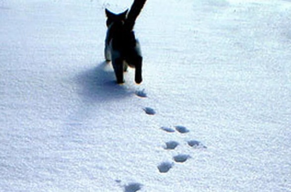 Create meme: animal tracks in the snow, snow tracks, cat paw prints in the snow