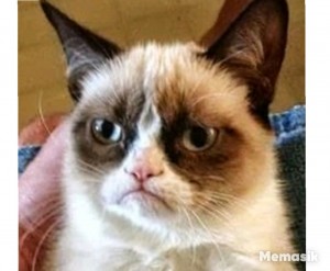 Создать мем: грустный кот grumpy cat, угрюмый кот мем, Grumpy Cat