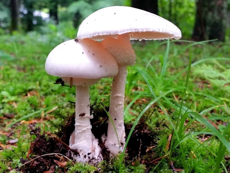 Create meme: toadstool mushroom, white toadstool fly agaric smelly, white toadstool