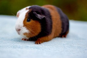 Create meme: tri-color Guinea pig