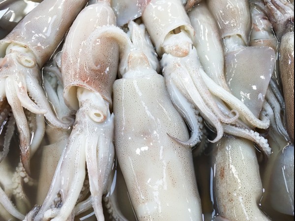 Create meme: squid, boiled squid, squid edible