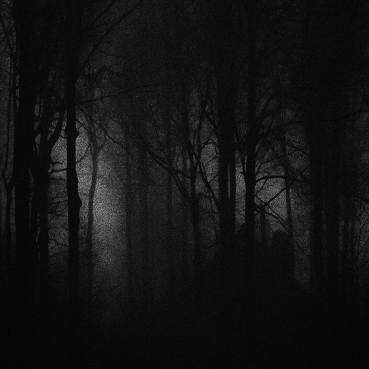 Создать мем: глубокий темный лес, пейзаж мрачный, фон темный лес