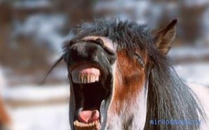 Создать мем: ишака конь смеется, зубастая лошадь, улыбающаяся лошадь