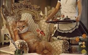 Create meme: cat , the cat on the chair, cat Motya 