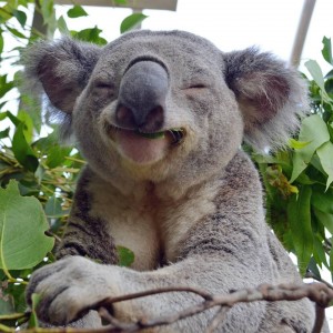 Создать мем: коала махает, счастливая коала, коала милые