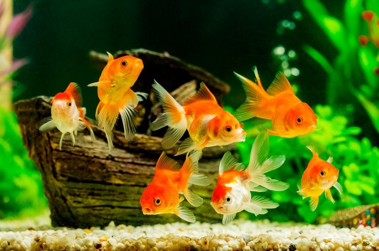 Создать мем: золотые рыбки плавают в аквариуме, аквариумные рыбки, аквариумная золотая рыбка