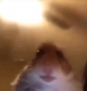 Create meme: the hamster watches, hamster, hamster meme