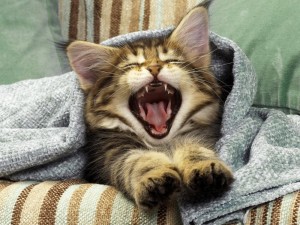 Создать мем: кот маленький зевает, кот доброе утро, зевающий котик