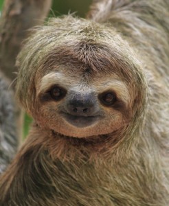 Create meme: Rest sloth