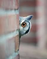Create meme: surprised owl, the owl is in shock, An owl peeks around the corner
