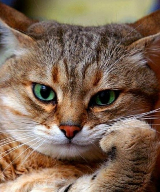 Create meme: the cat is thoughtful, thinking cat , cats 