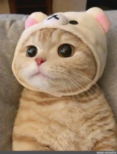 Create meme: cute cat in a hat, cute cats , cute cat