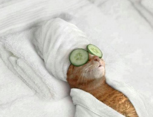 Create meme: cat with cucumbers in front of his eyes, cat with cucumbers in front of his eyes and in a towel, cute cats funny