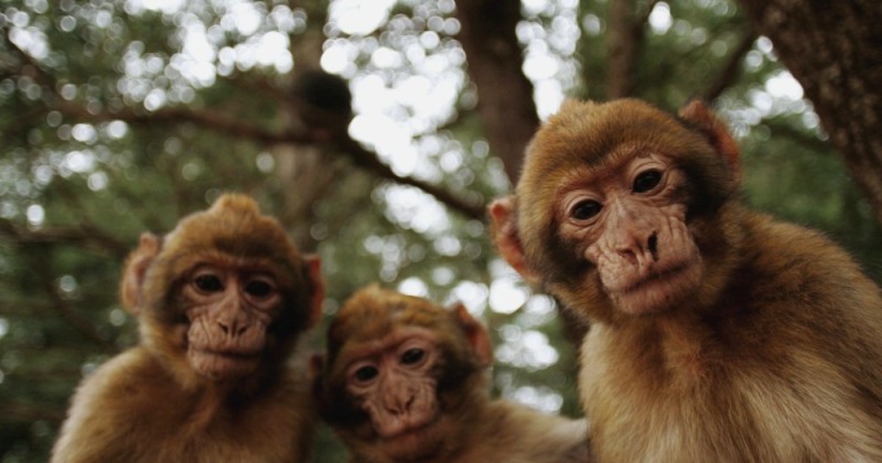 Create meme: monkey orangutan, three monkeys, monkey 