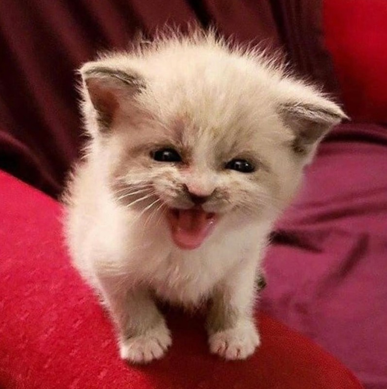 Create meme: cute kitten smiles, smiling kitten, tard the cat smiles