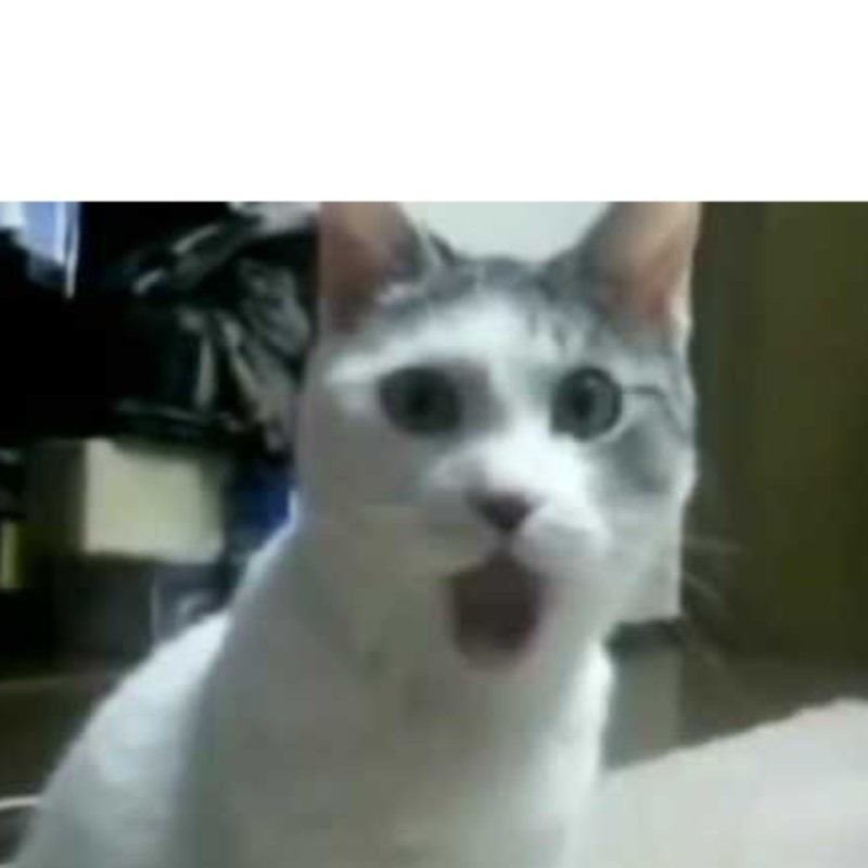 Create meme: cat in shock, meme surprised cat , cat vatafak