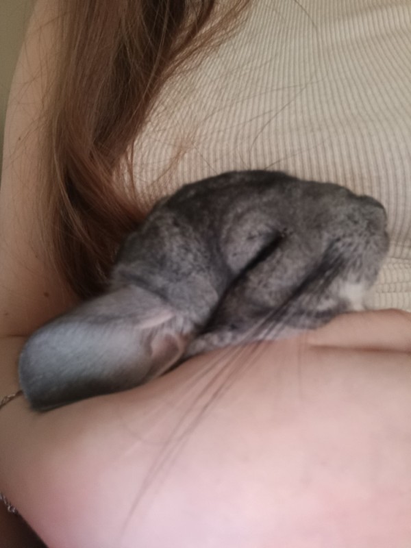 Create meme: chinchilla grey, chinchilla ai, chinchilla 