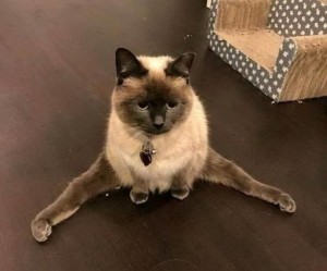 Create meme: cat, Cat, the Thai cat