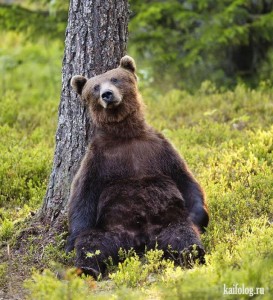 Create meme: bear, bear Bruin, bear in the woods