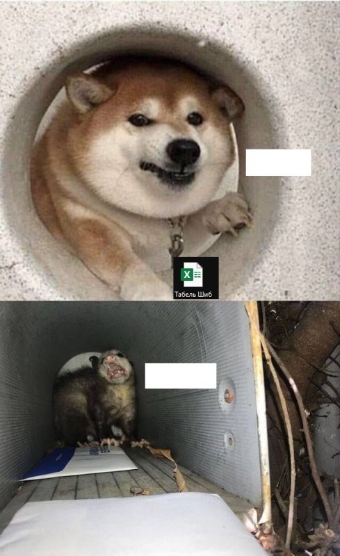 Create meme: Shiba inu dog, shiba inu, shiba inu 