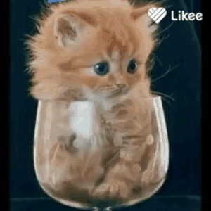 Create meme: kitties, cute kittens, cute cats