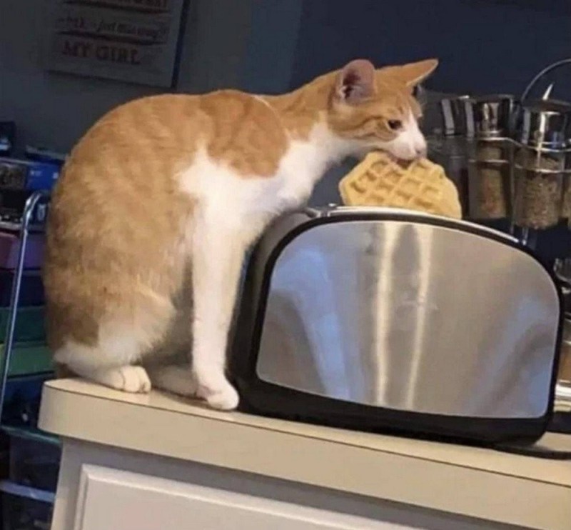 Create meme: The cat and the toaster, cat , cat waffle
