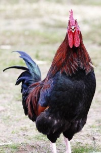 Create meme: breed roosters, man cock, rooster